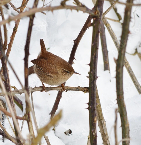 A Wren in the Snow photo