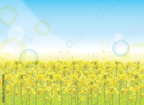 菜の花