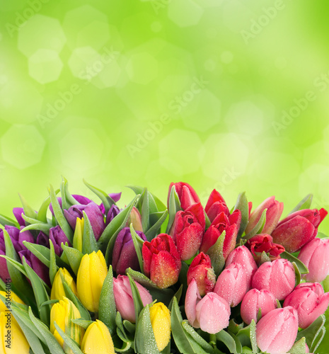 Fototapeta Naklejka Na Ścianę i Meble -  multicolor tulips over blurred green background
