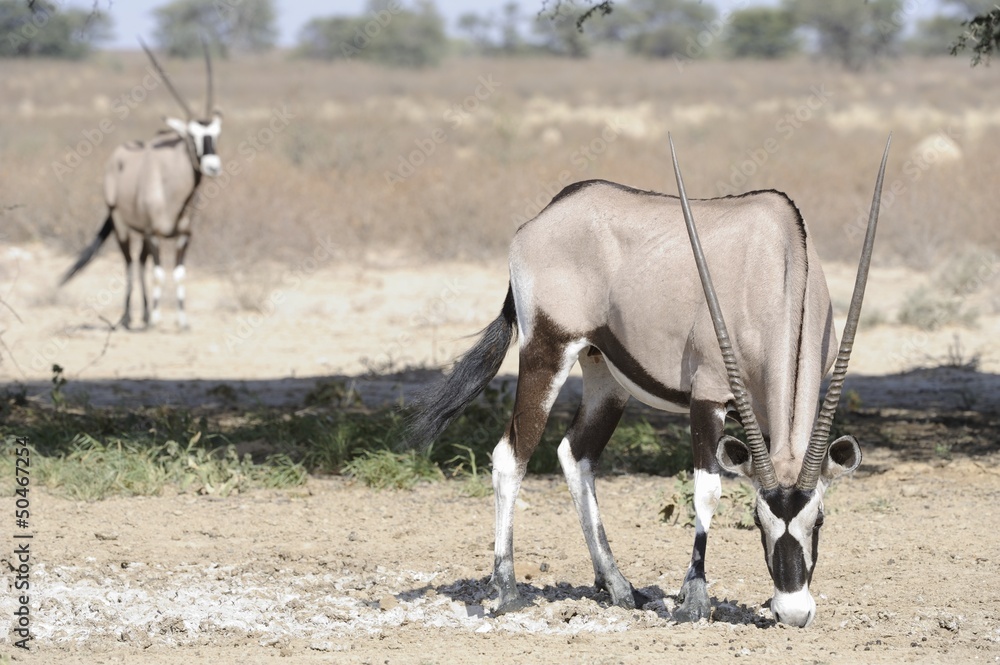 Gemsbuck (Oryx gazella) in the kalahari desert Gemsbuck (Oryx gazella) in the kalahari desert
