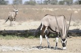 Gemsbuck (Oryx gazella) in the kalahari desert