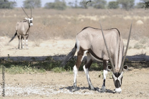 Gemsbuck (Oryx gazella) in the kalahari desert