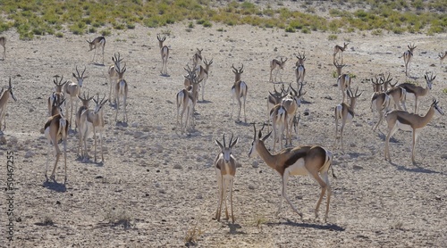 Springbuck (Antidorcas marsupialis) herd in the Kalahari desert