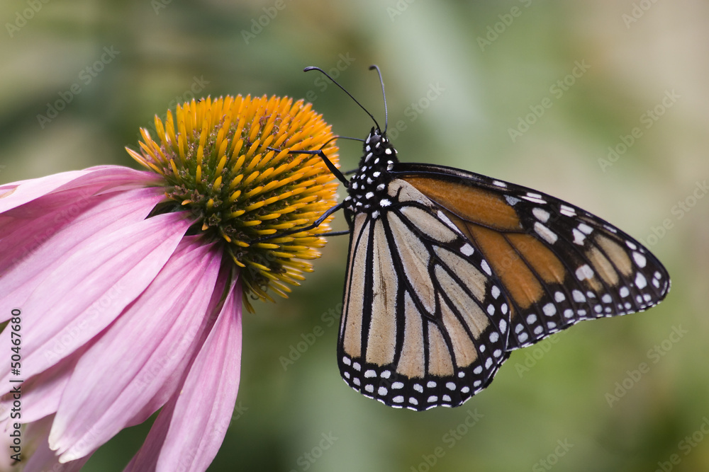 Monarch Butterfly Feeding on Coneflower Monarch Butterfly Feeding on Coneflower