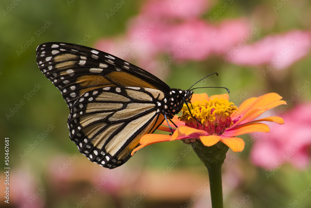 Monarch Butterfly Feeding on Orange Zinnia Monarch Butterfly Feeding on Orange Zinnia