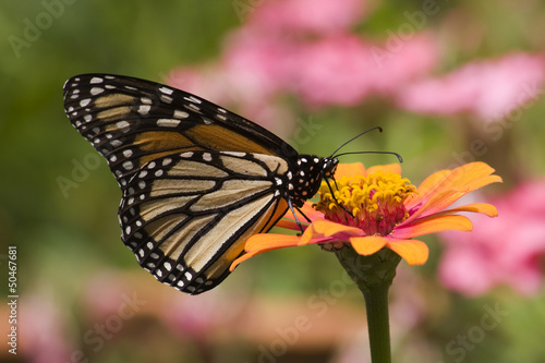 Monarch Butterfly Feeding on Orange Zinnia © Jill Lang