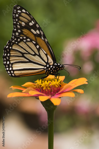 Monarch Butterfly Feeding on Orange Zinnia