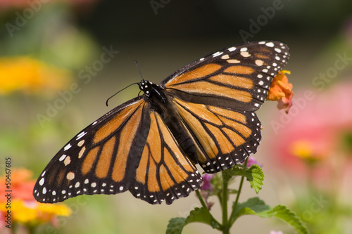 Monarch Butterfly Feeding on Lantana © Jill Lang