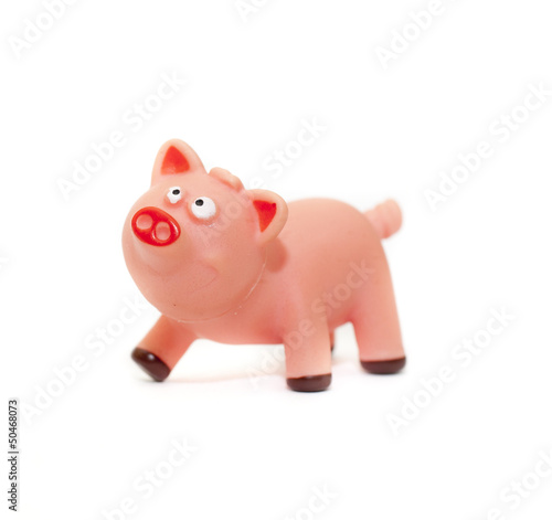 small pig
