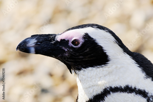 Penguin closeup profile