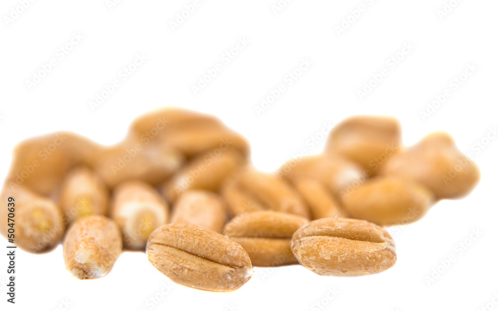 wheat grain wheat grain