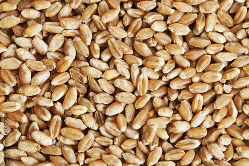 Grain of Wheat closeup