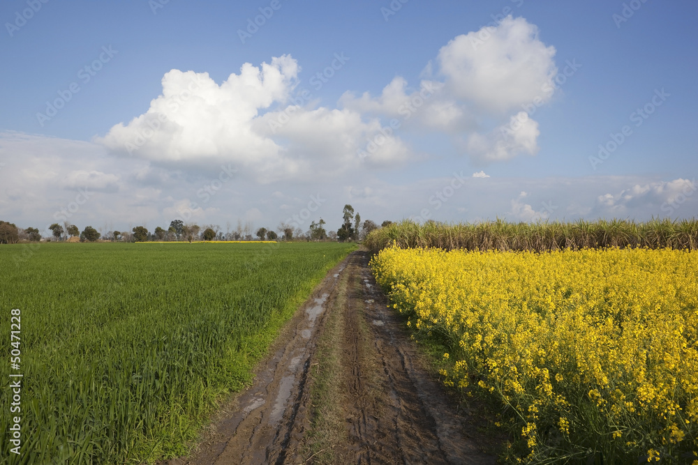 Obraz premium classic Punjabi landscape