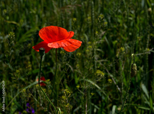 poppy flower in a field3
