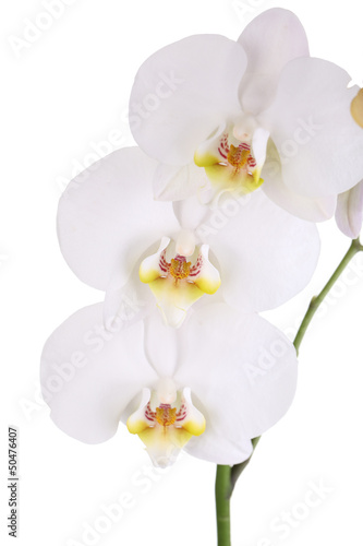 Fototapeta Naklejka Na Ścianę i Meble -  Gentle beautiful orchid isolated on white