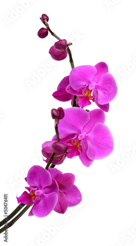 Fototapeta Naklejka Na Ścianę i Meble -  Gentle beautiful orchid isolated on white
