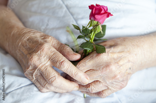 Hands of elderly lady with rose-series of photos