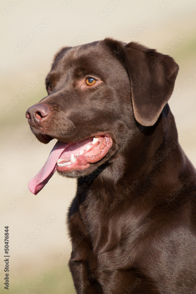 Chocolate Labrador Dog