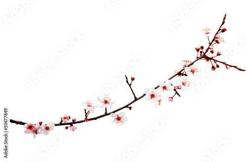 Branch with blossoms. Isolated on white background.
