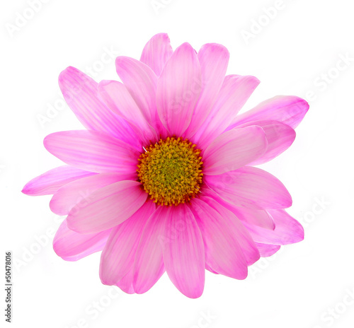 pink chrysanthemum flower isolated on white