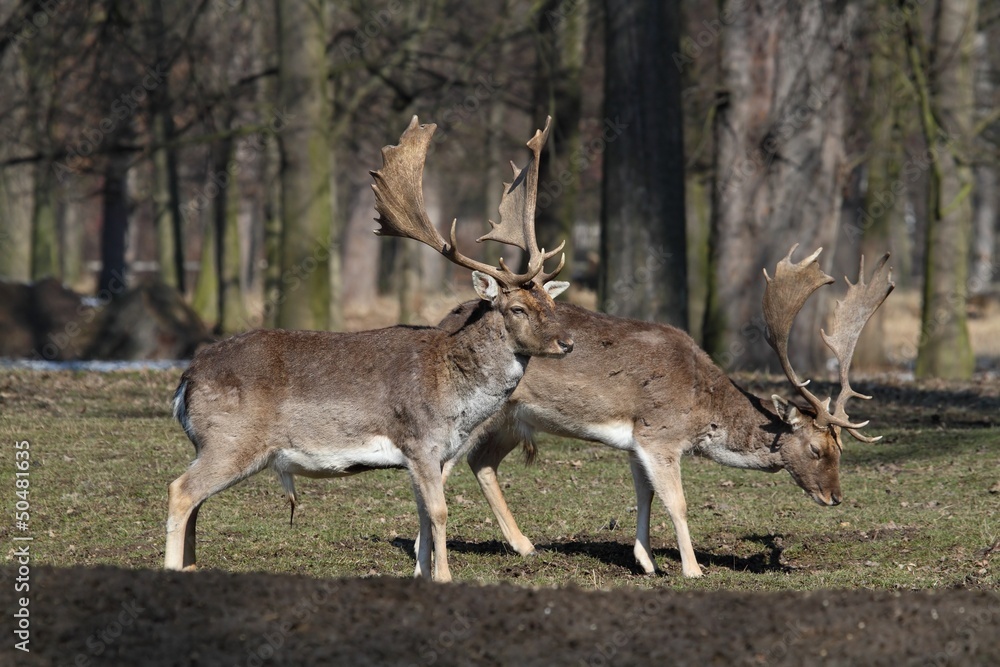 Two fallow deer (Dama dama) - end of winter. Two fallow deer (Dama dama) - end of winter.