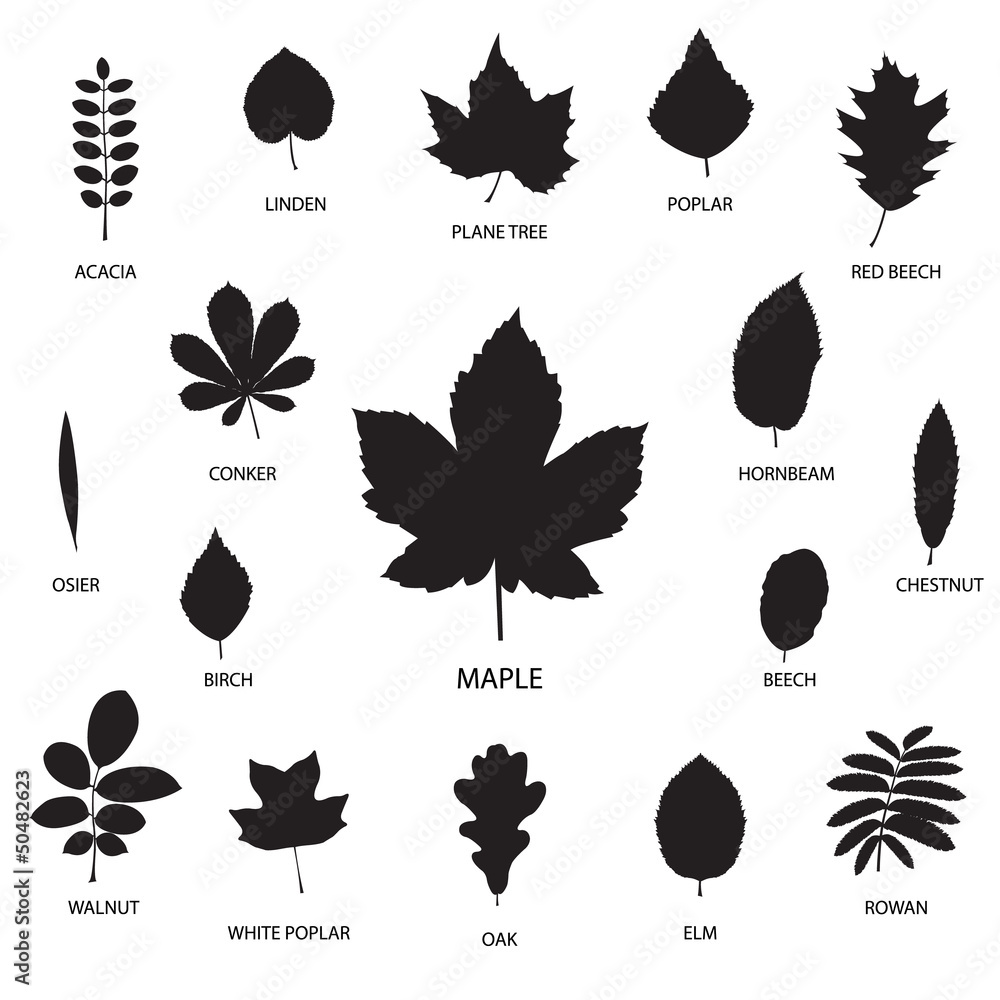 Fototapeta premium Vector collection of leaf silhouettes