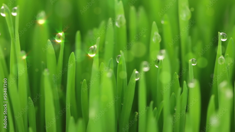 Droplets and bubbles in the grass Droplets and bubbles in the grass