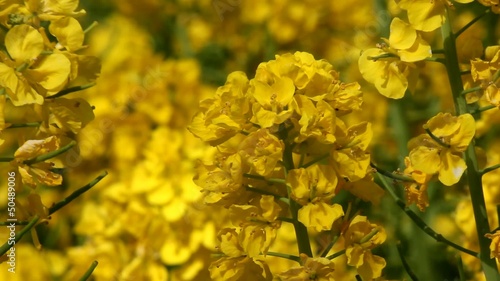 Rapeseed flower field and bee