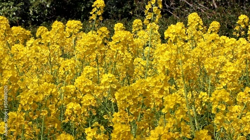 Rapeseed flower field and bee