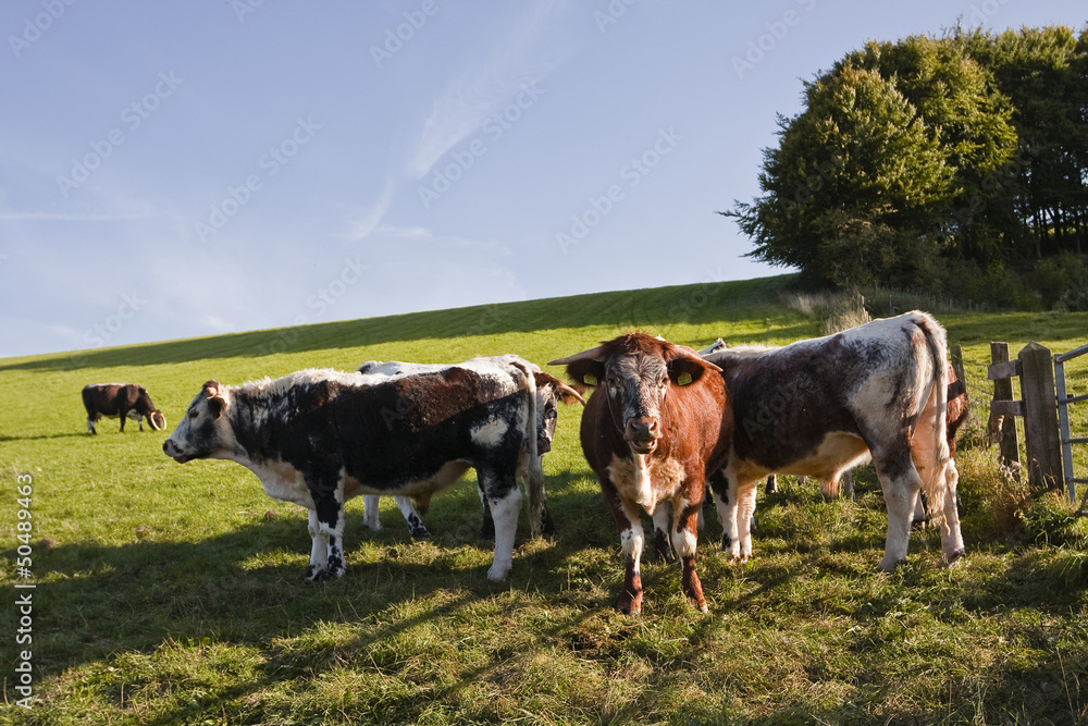 Fototapeta premium Cows in a field