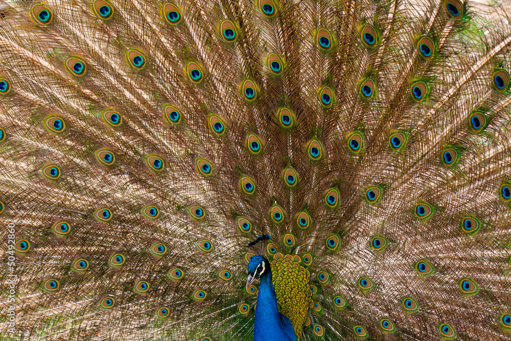 Fototapeta premium peacock with outstretched plumage