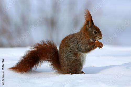 Eichhörnchen © Marcel Schauer
