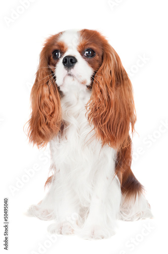 Foto cavalier king charles spaniel dog