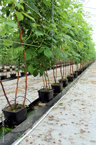 Fotografie Growing raspberry in hydroponic plantation