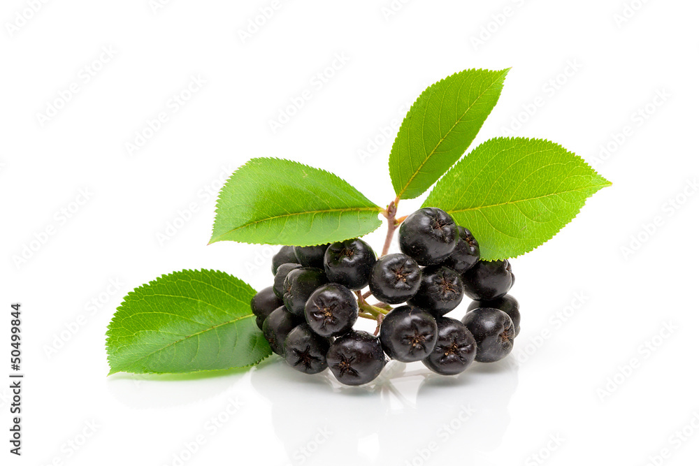 Bunch of ripe black chokeberry on a white background - obrazy, fototapety, plakaty 