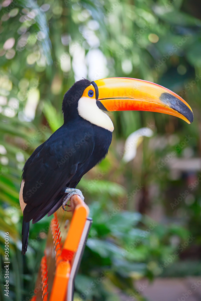 Fototapeta premium Colorful tucan