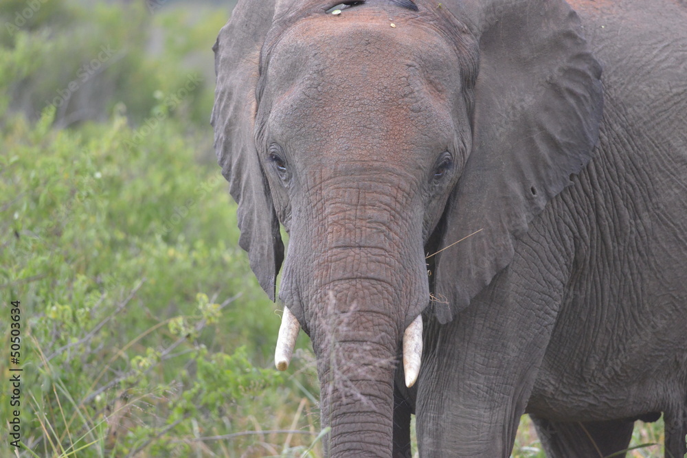 Obraz premium Elefante Africano