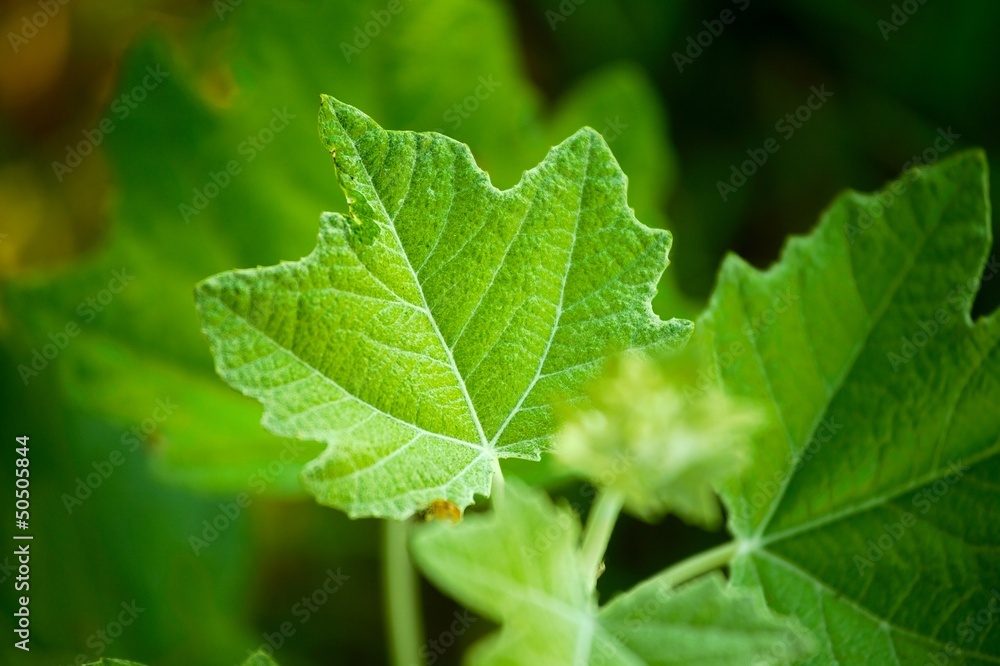 Leaf Leaf