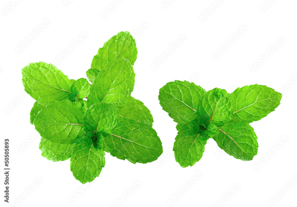 Peppermint or mint bunch isolated on white background Peppermint or mint bunch isolated on white background