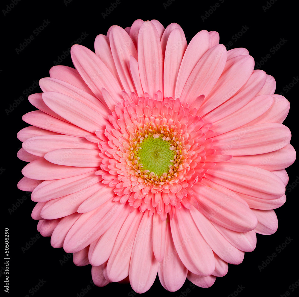 Pink gerbera Pink gerbera