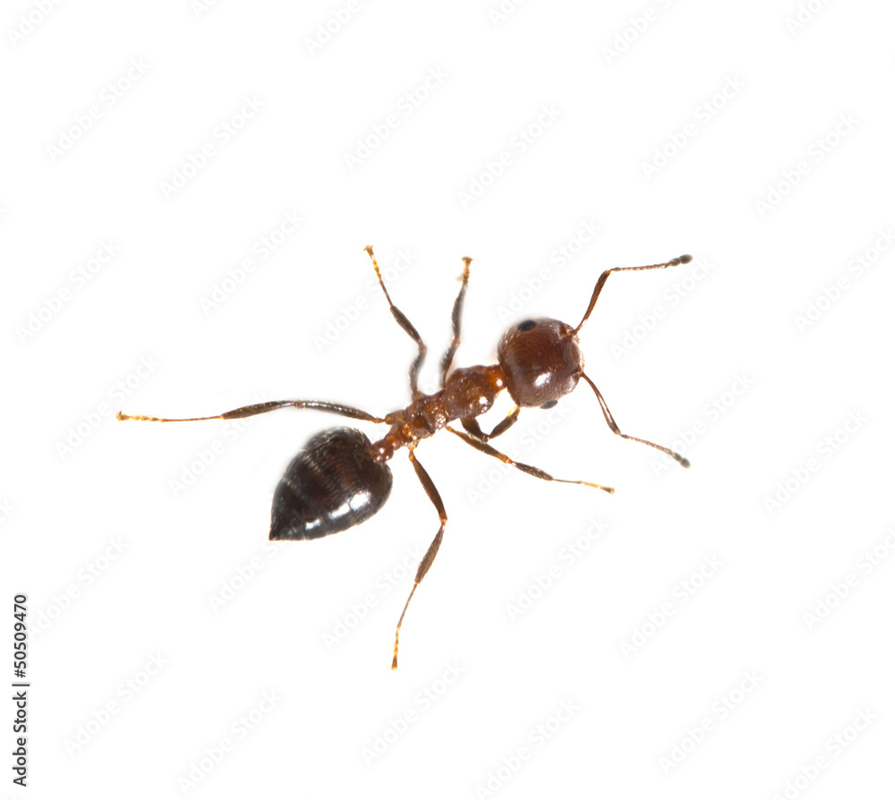 ant on a white background. macro ant on a white background. macro