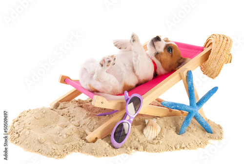 Fototapeta Naklejka Na Ścianę i Meble -  Beach puppy