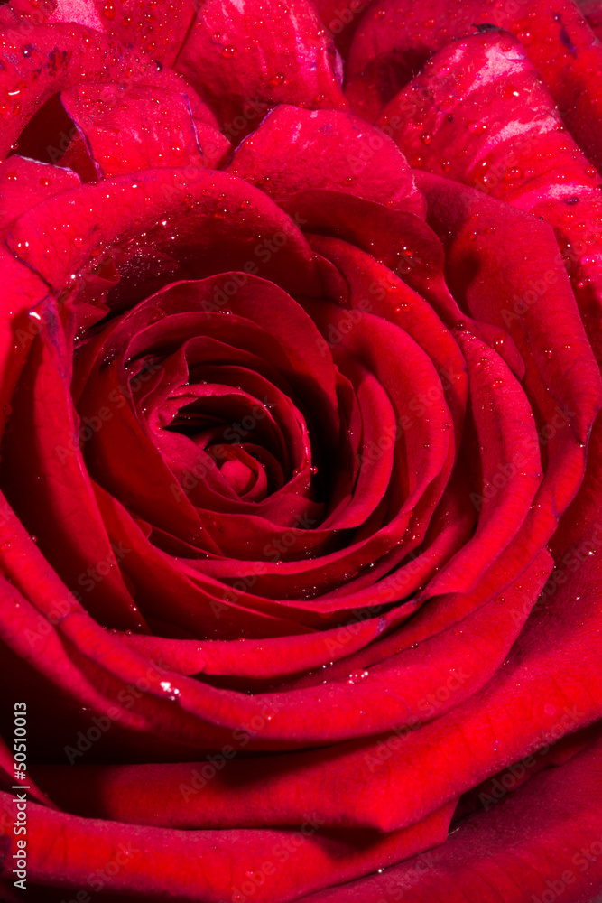 Romantic Red Rose Romantic Red Rose
