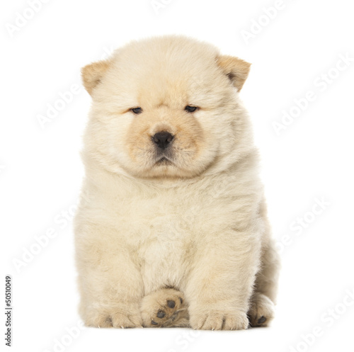 chow-chow puppy