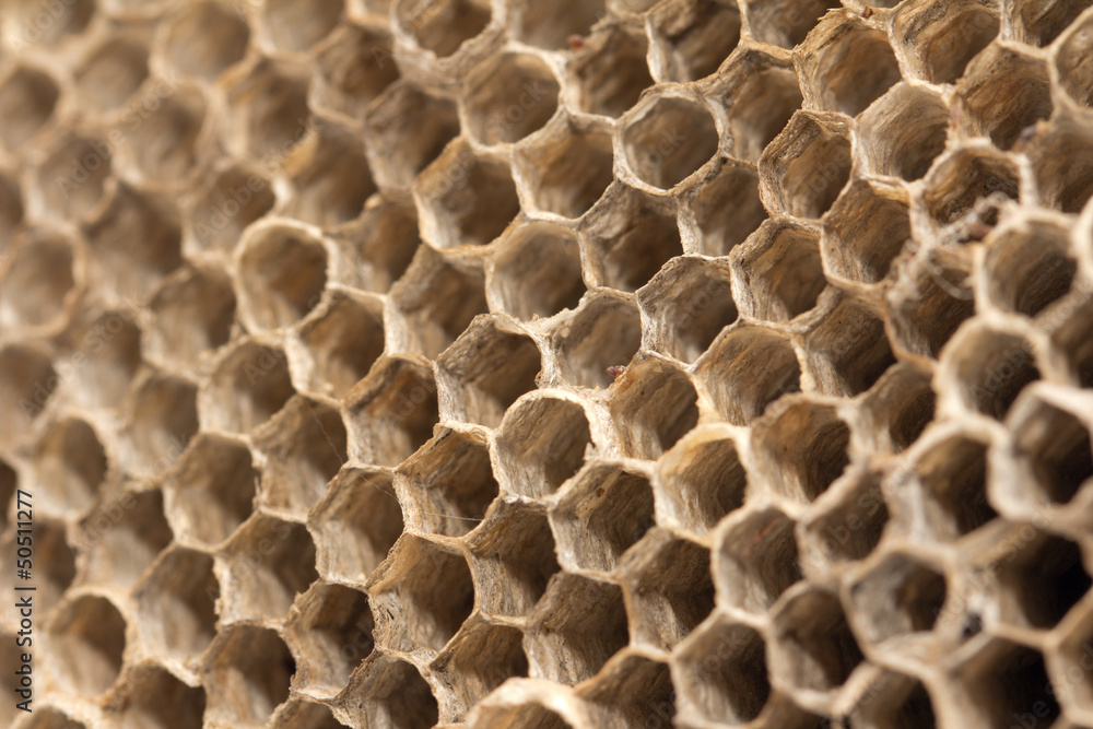 beautiful honeycomb , background