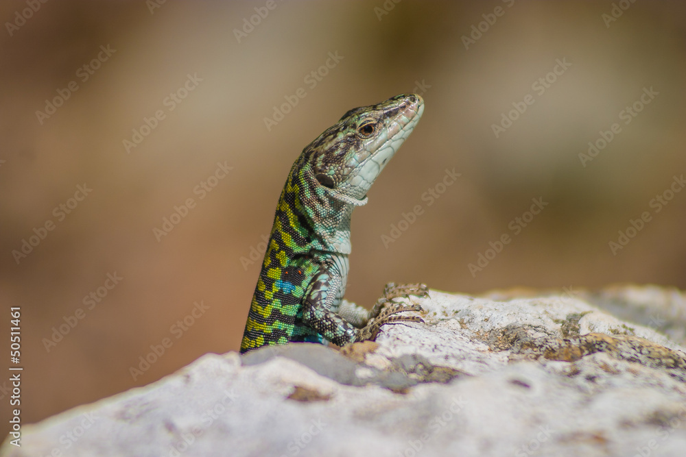 Saurian curious watching Saurian curious watching