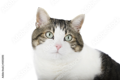 Beautiful cat over white isolated background