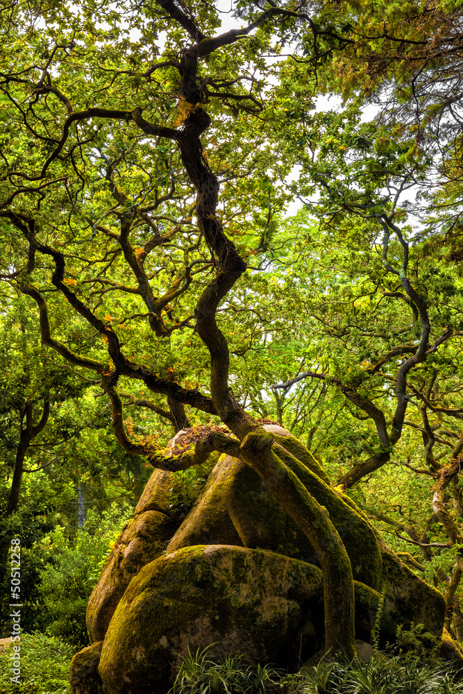 Naklejka premium Forest in the park of Pena National Palace. Sintra, Portugal