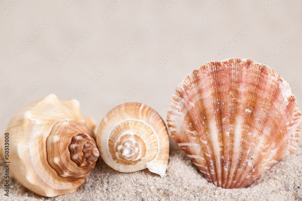 Seashells on sand Seashells on sand
