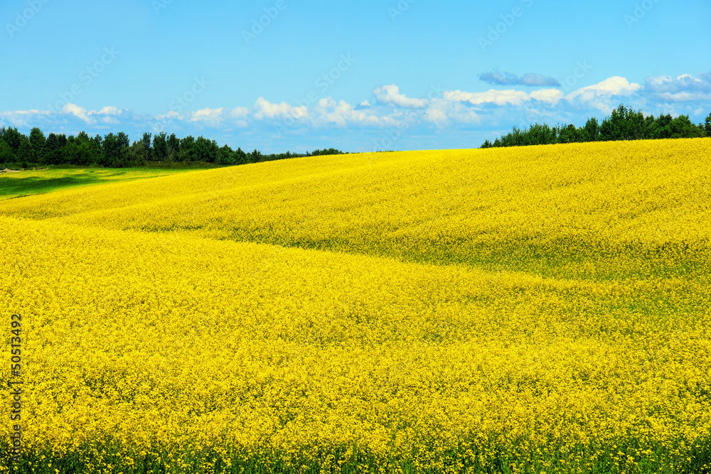 Hills of canola in bloom